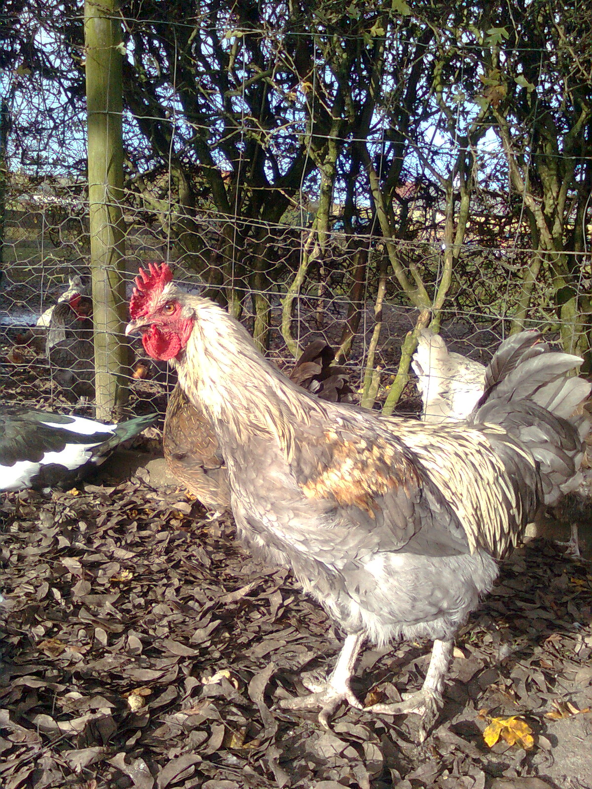 Maran blau-silber Junghahn 2015