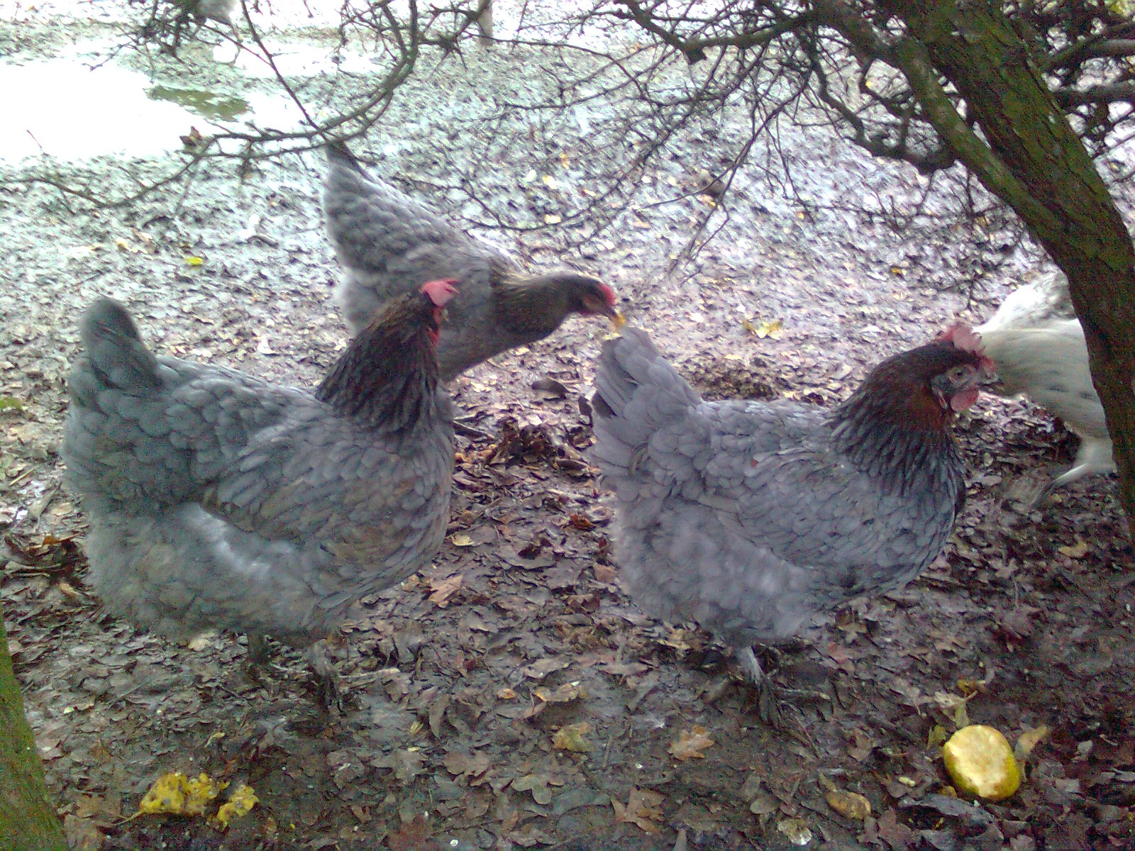 Maran blau/kupfer 2015