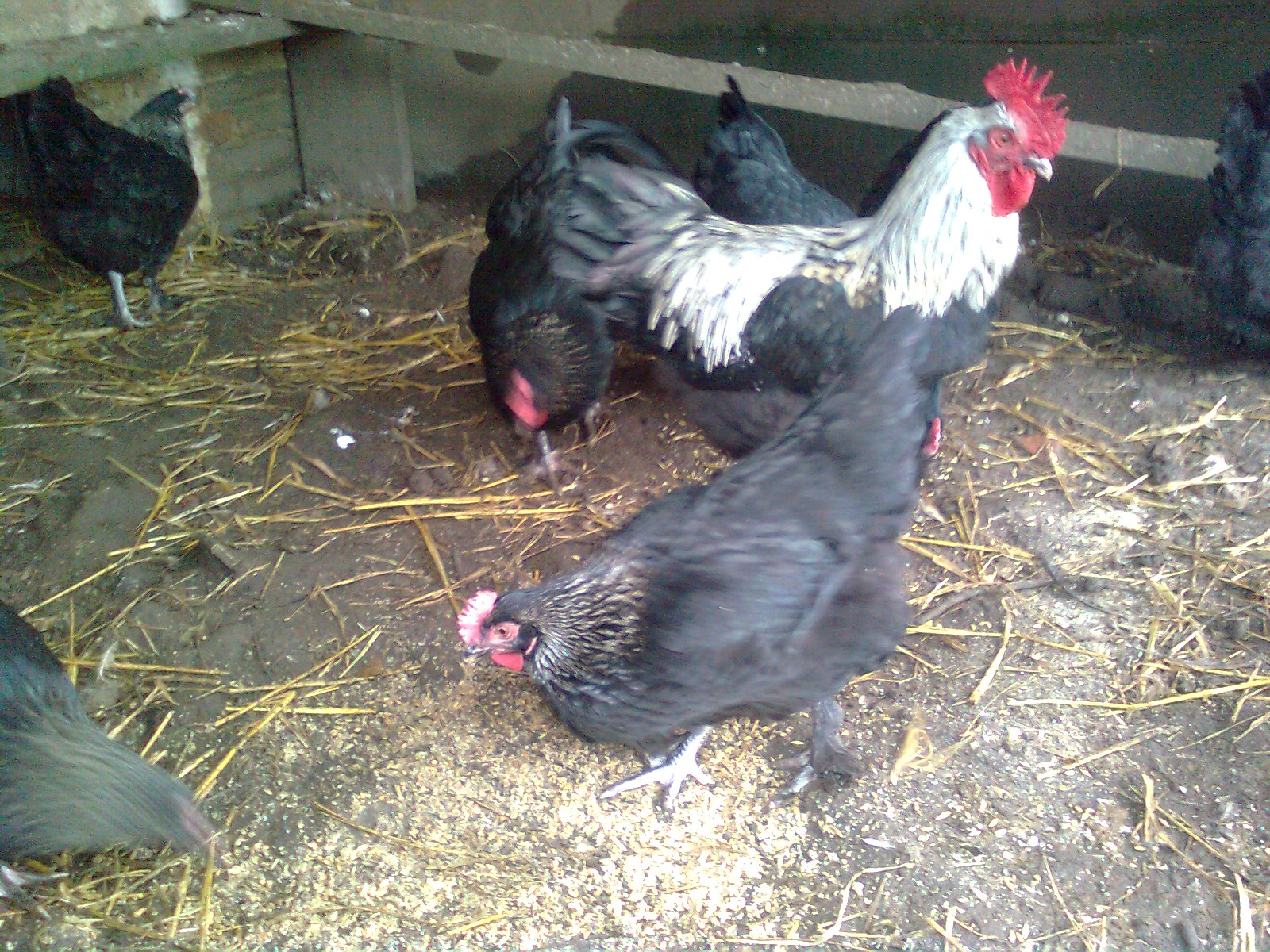 Jungh&uuml;hner 2015 Maran schwarz/silber