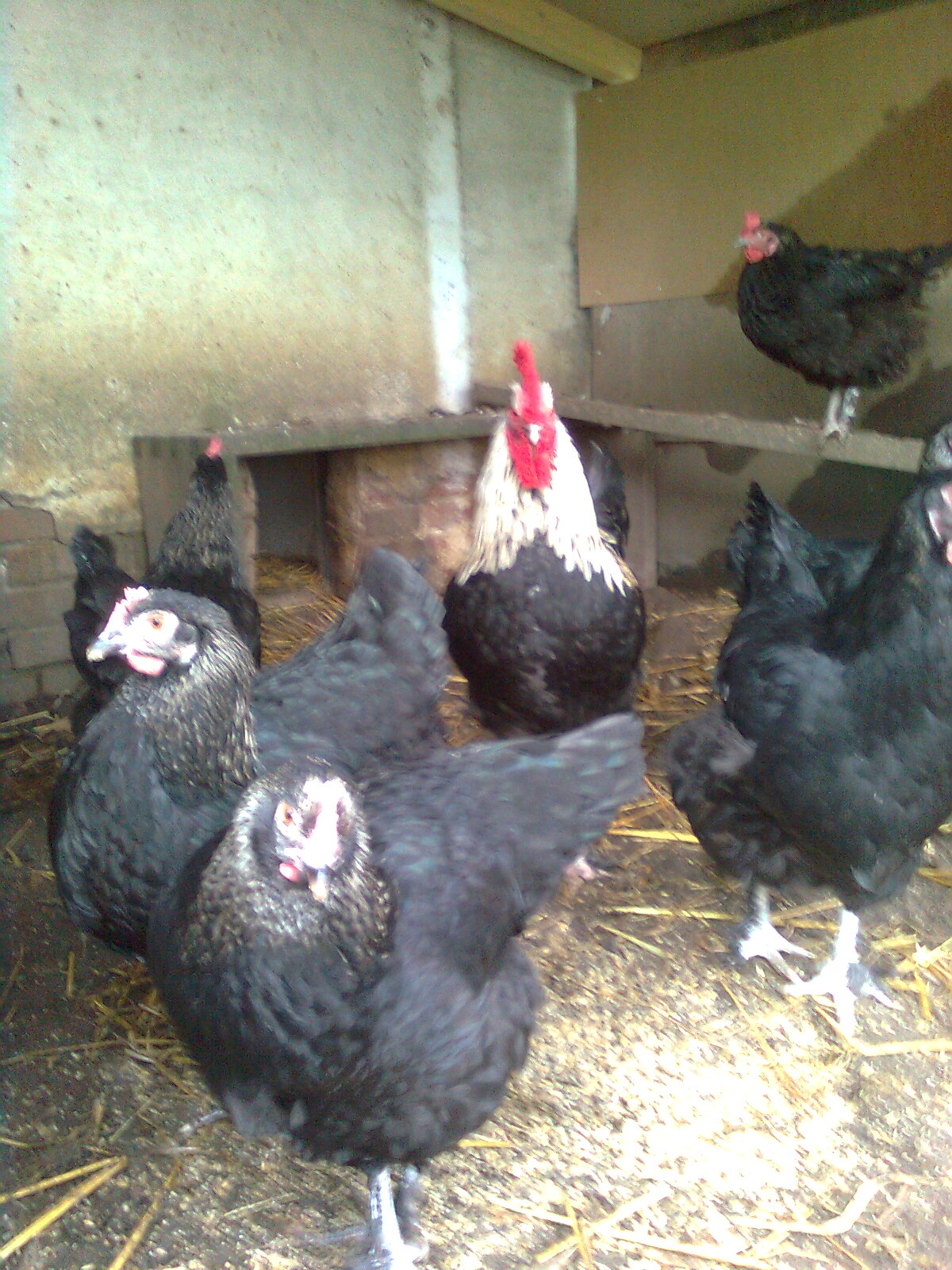 Jungh&uuml;hner 2015