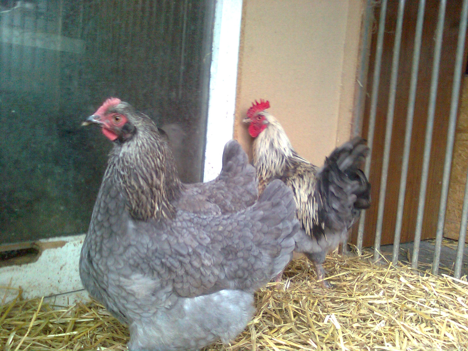 Maran blau silber Junghenne 2014