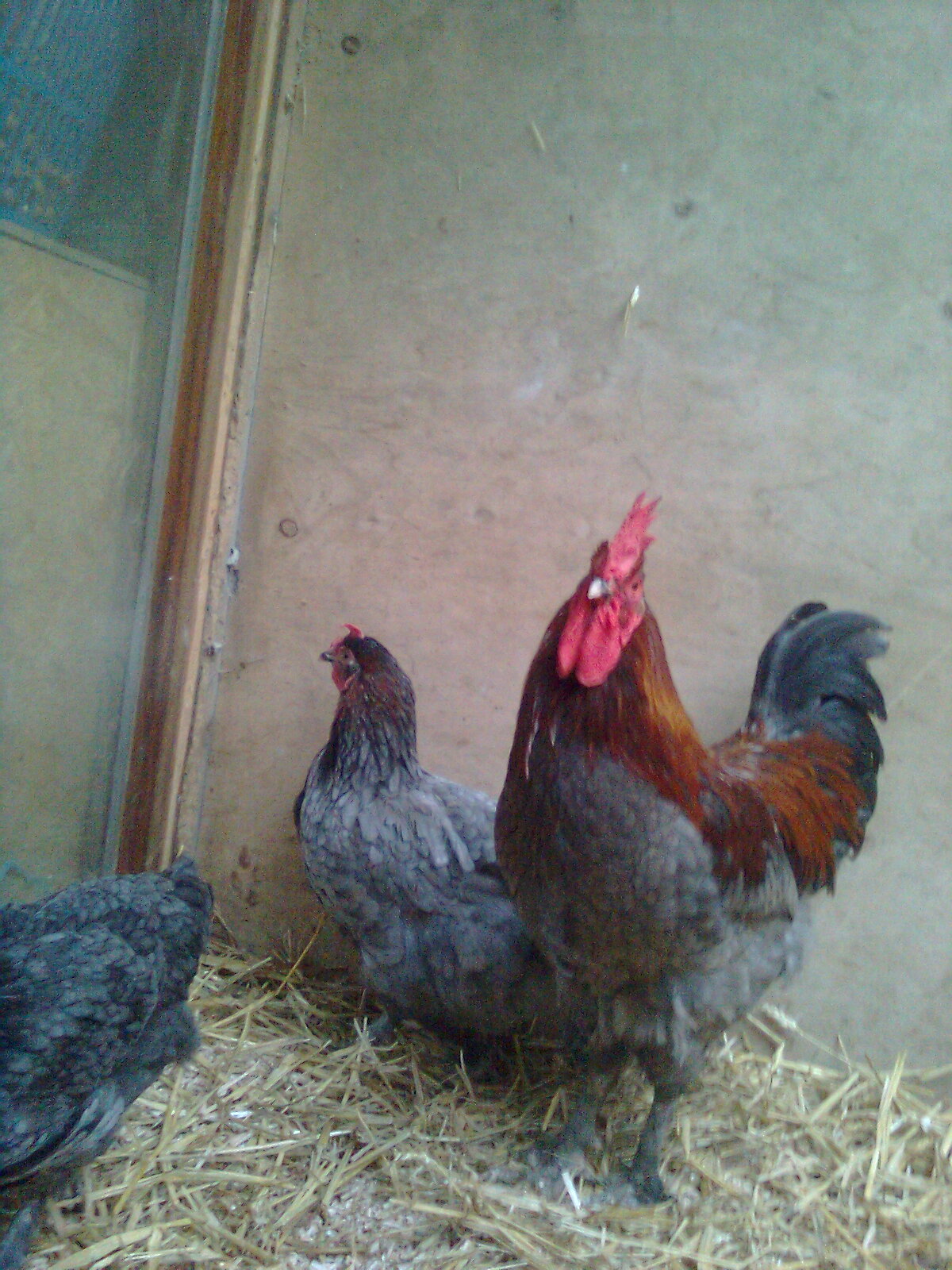 2016 Maran blau/kupfer 