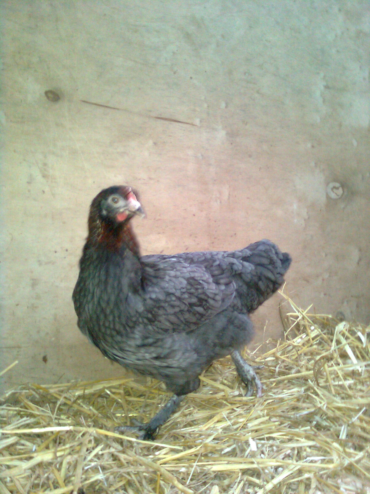 Junghenne Maran blau-kupfer