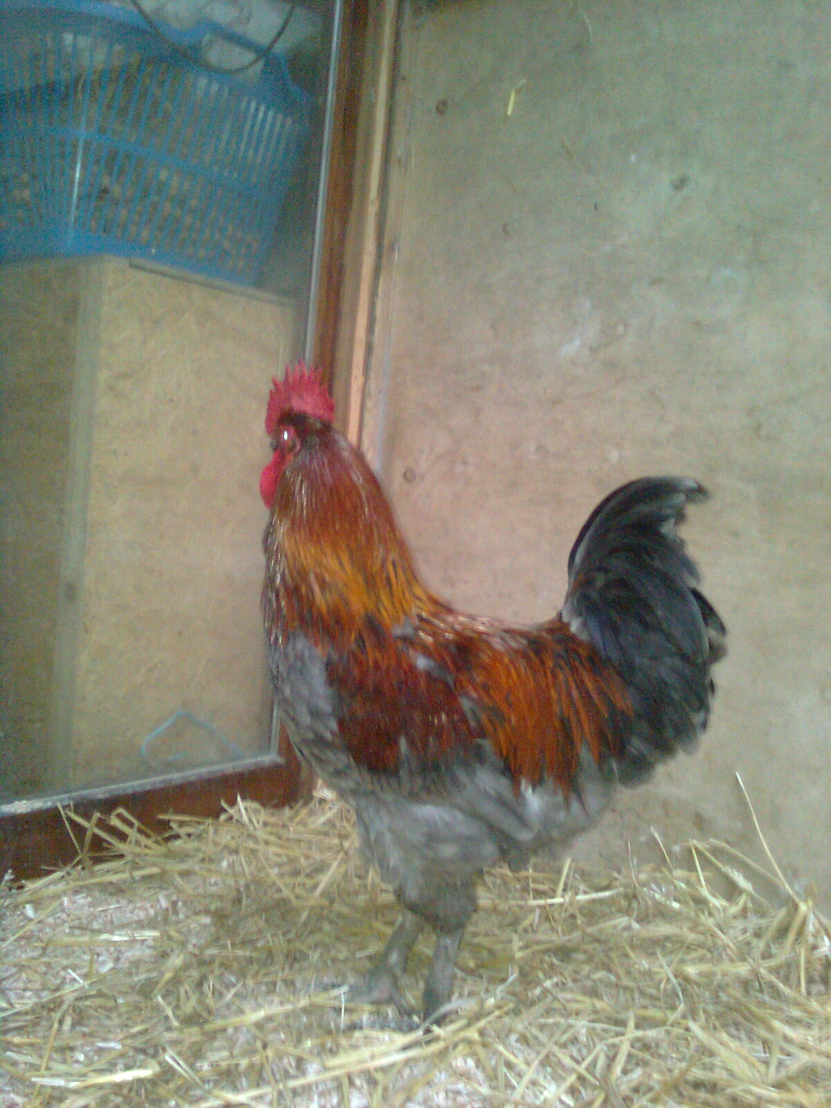 Maranhahn blau-kupfer