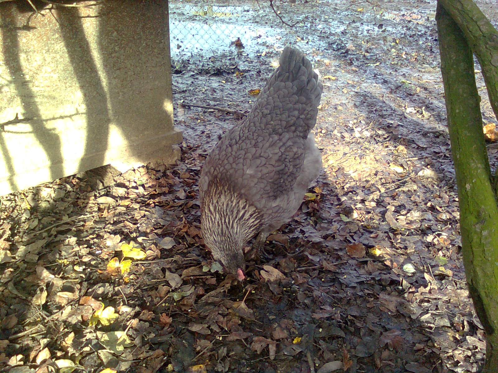 Maran blau-silber Henne 2015