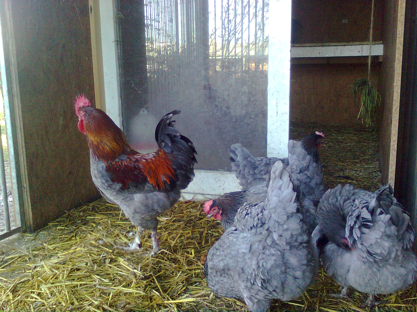 Maran blau/kupfer 2016