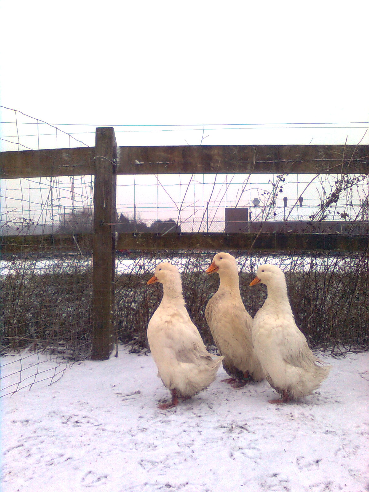 Deutsche Pekingenten Zuchtgruppe1, 3 Januar 2016