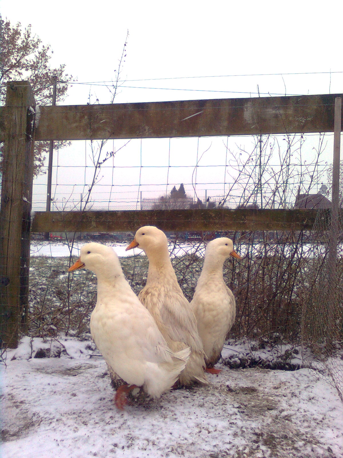 Deutsche Pekingenten Zuchtgruppe2, 3 Januar 2016