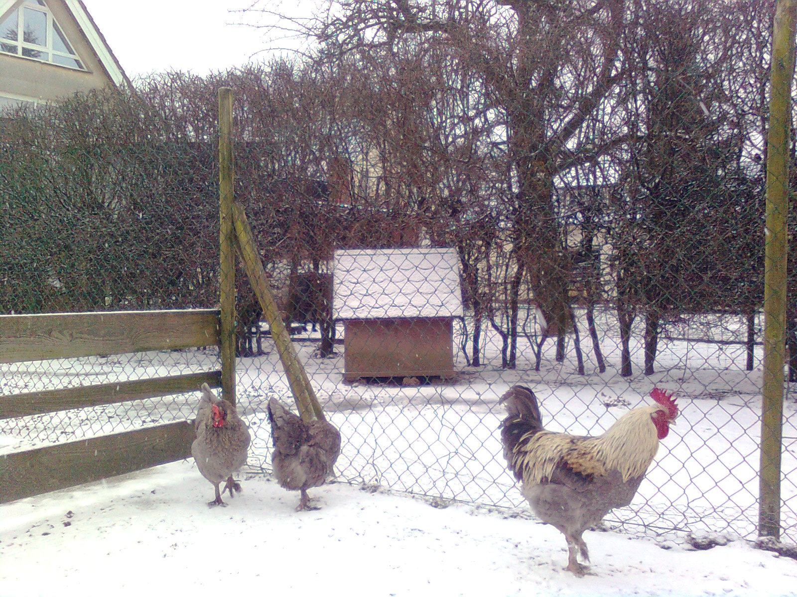 3 Januar 2016 Maran blau/silber 