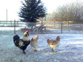 Lachsh&uuml;hner 2016