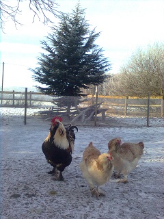 Lachsh&uuml;hner 2016