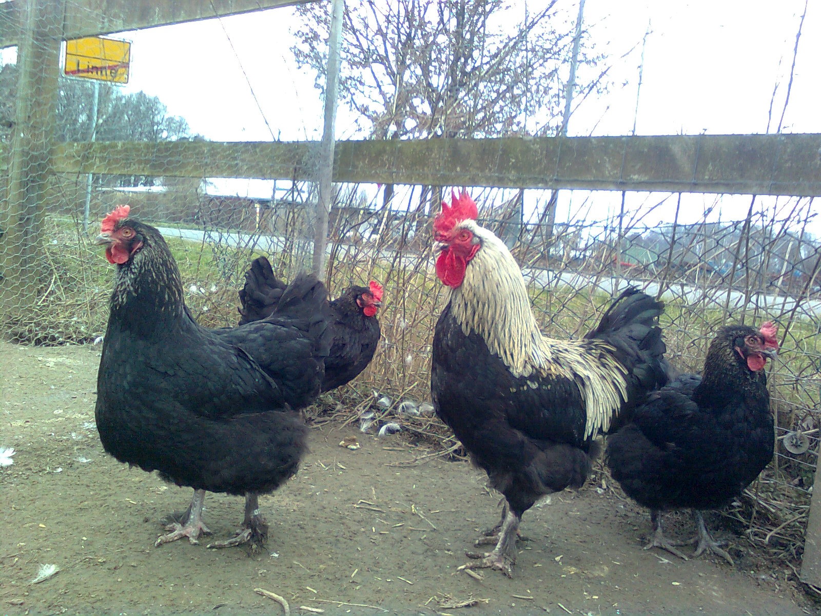 19.03.16, Maran schwarz/silber