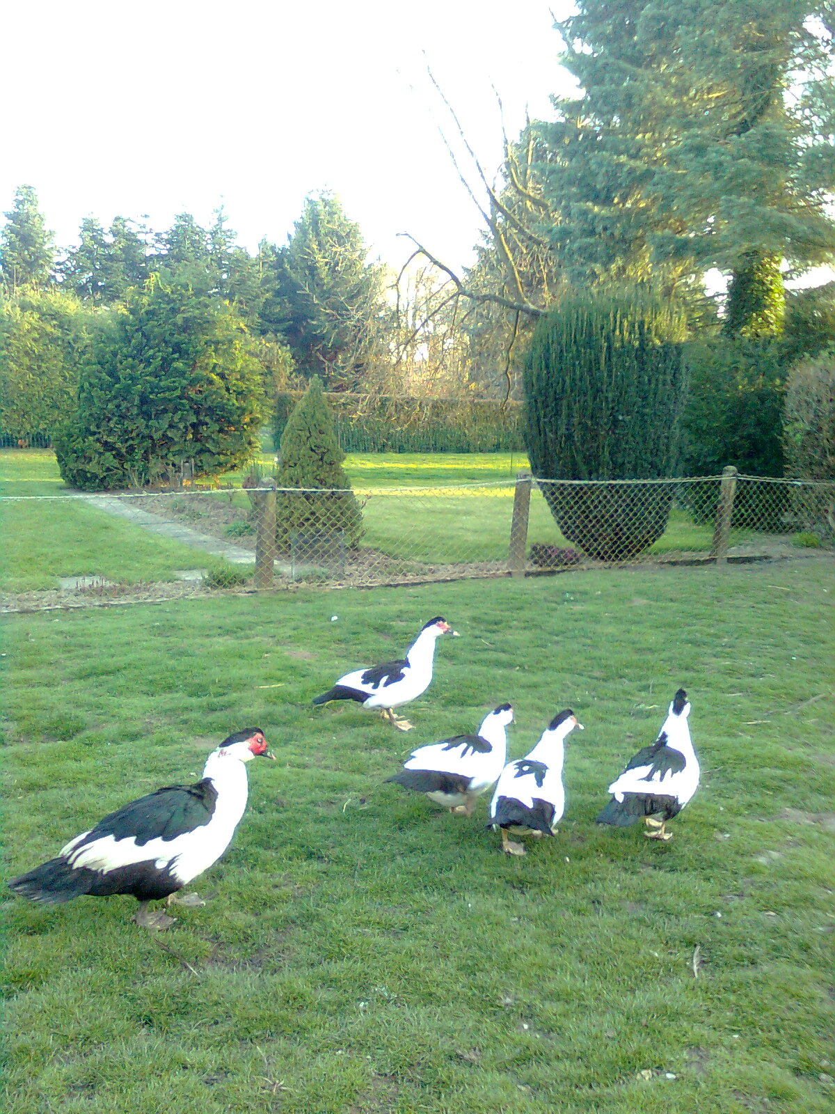 Warzenenten / Flugenten Zuchttiere 2016