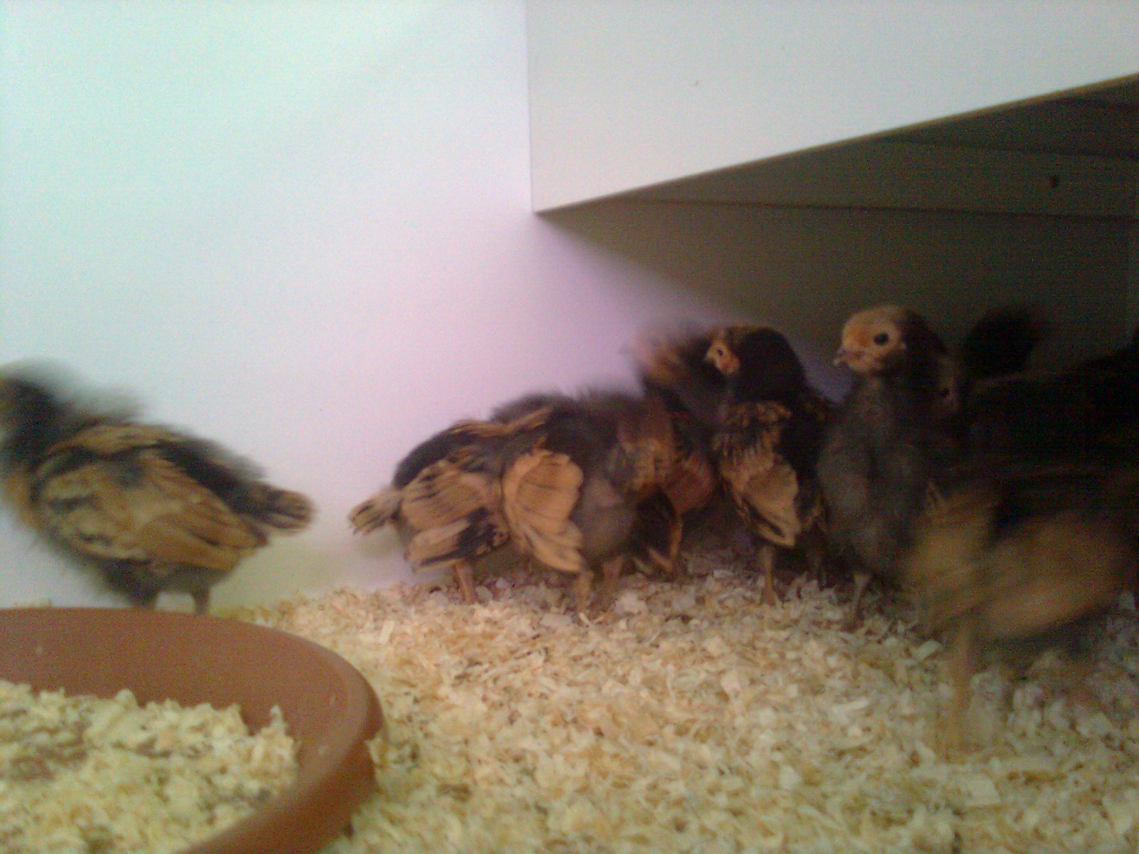 Vorwerkhuhn K&uuml;ken