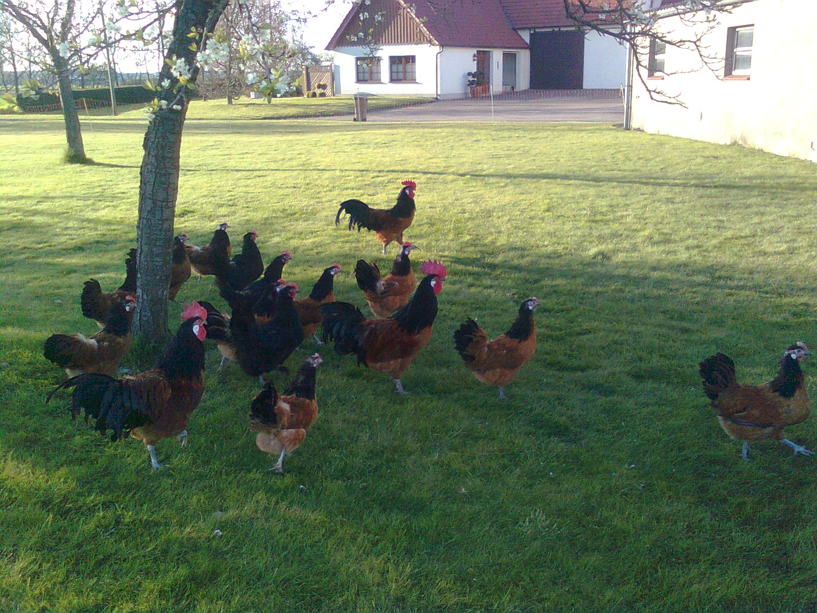 Vorwerkh&uuml;hner 2016