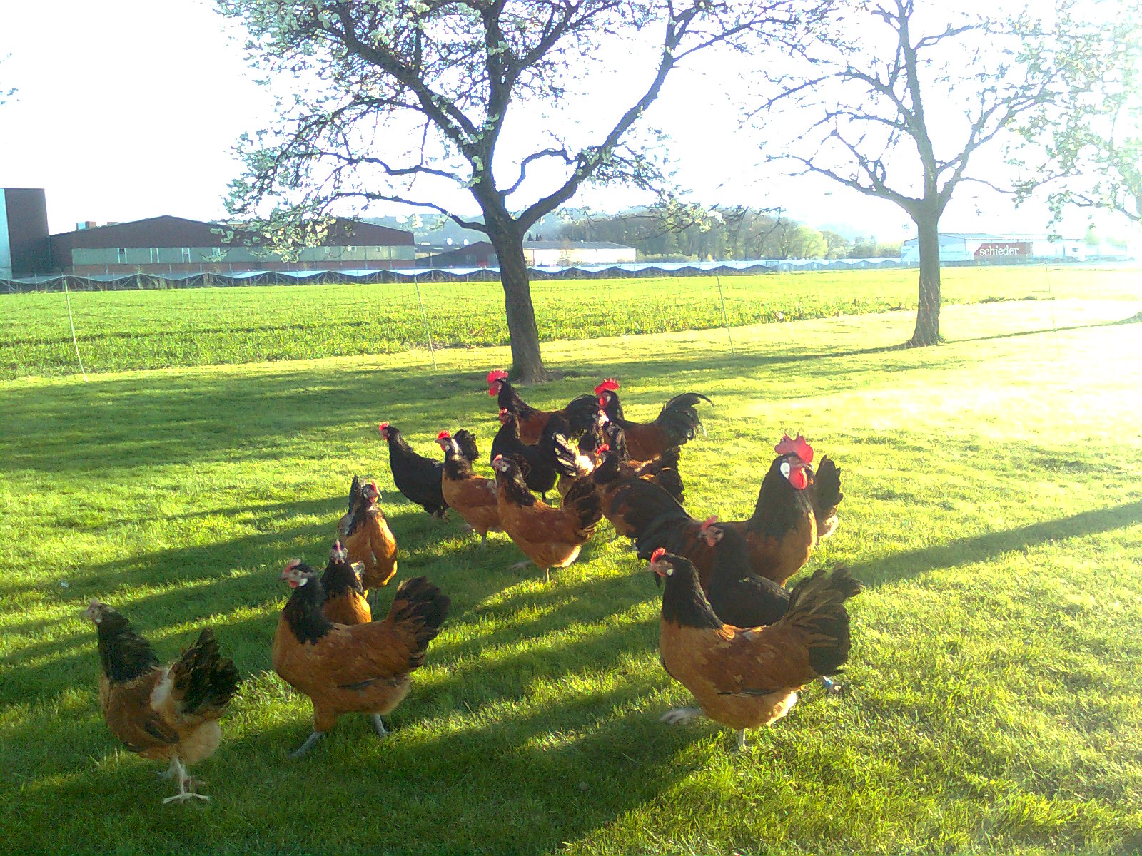 Vorwerkh&uuml;hner 2016