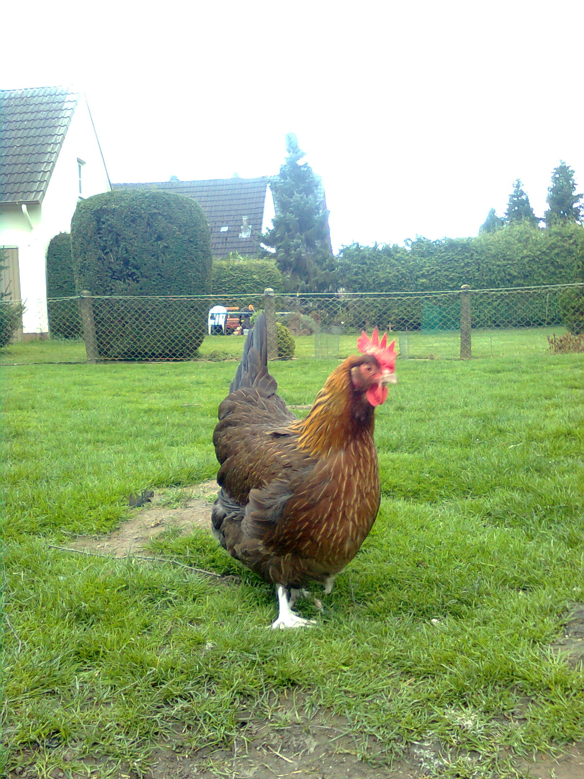 Goldhalsige Dorking-Henne, 23.04.16