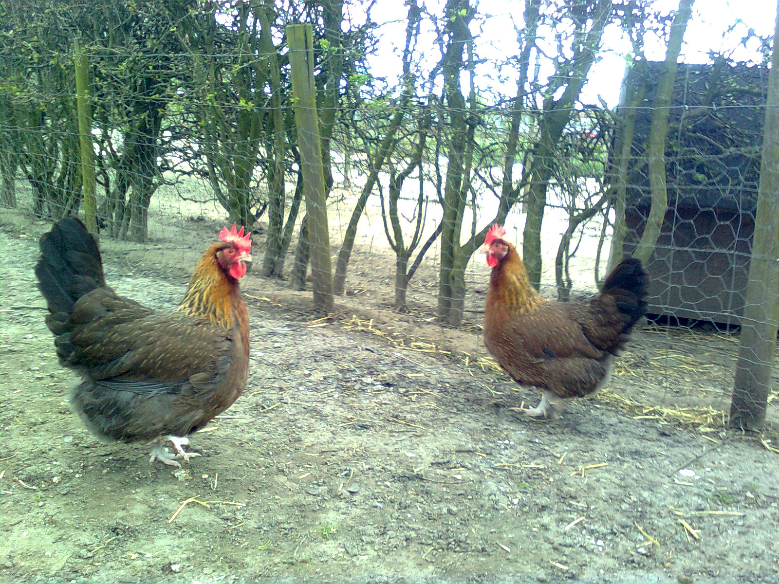 Goldhalsige Dorking-Hennen, 23.04.16