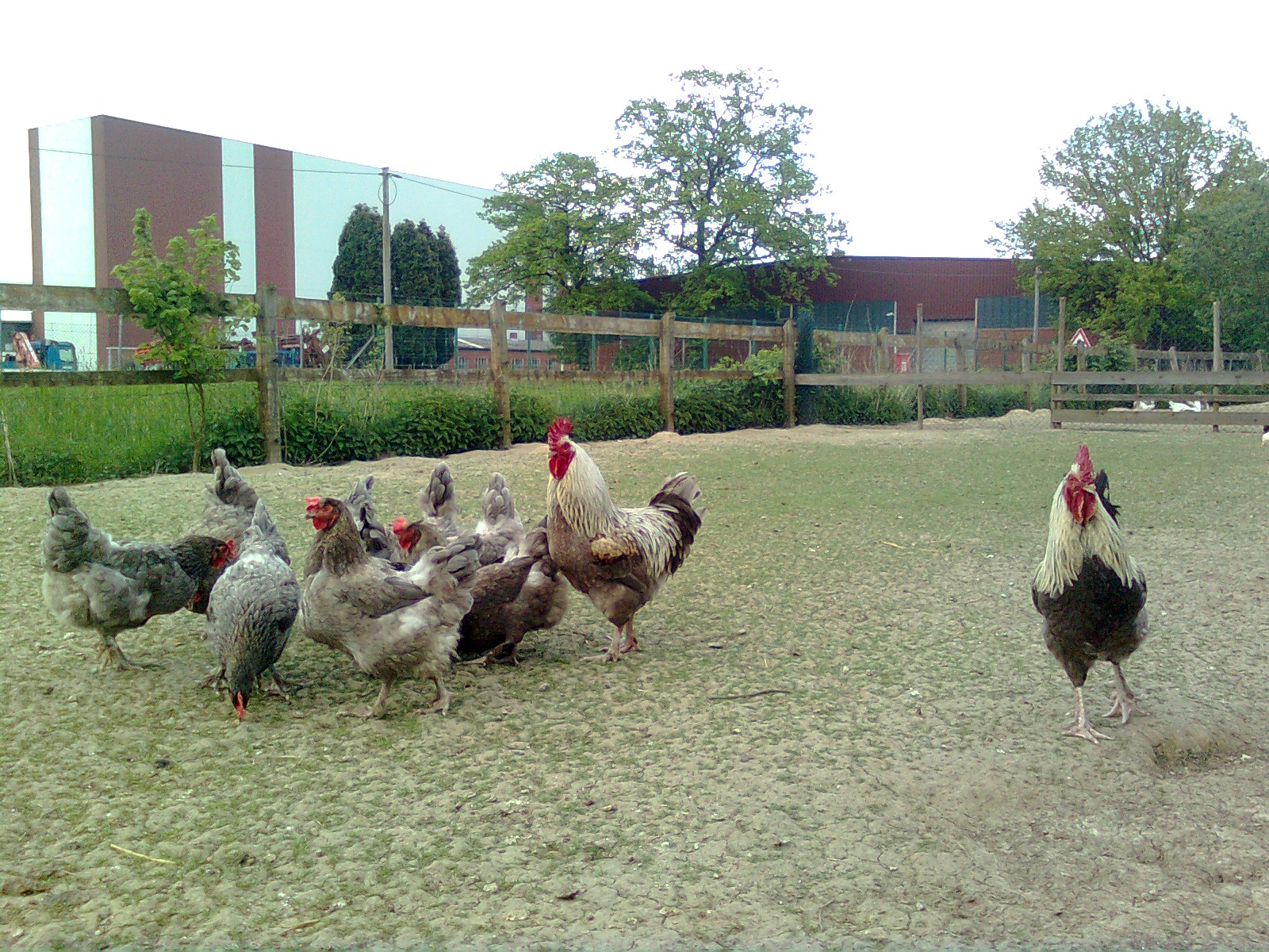 Marans blau-silber, Mai 2016