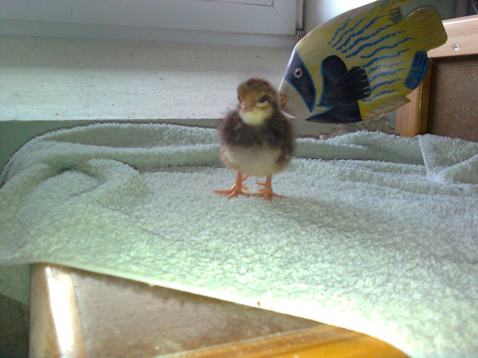 28.05.16 Dorkingk&uuml;ken