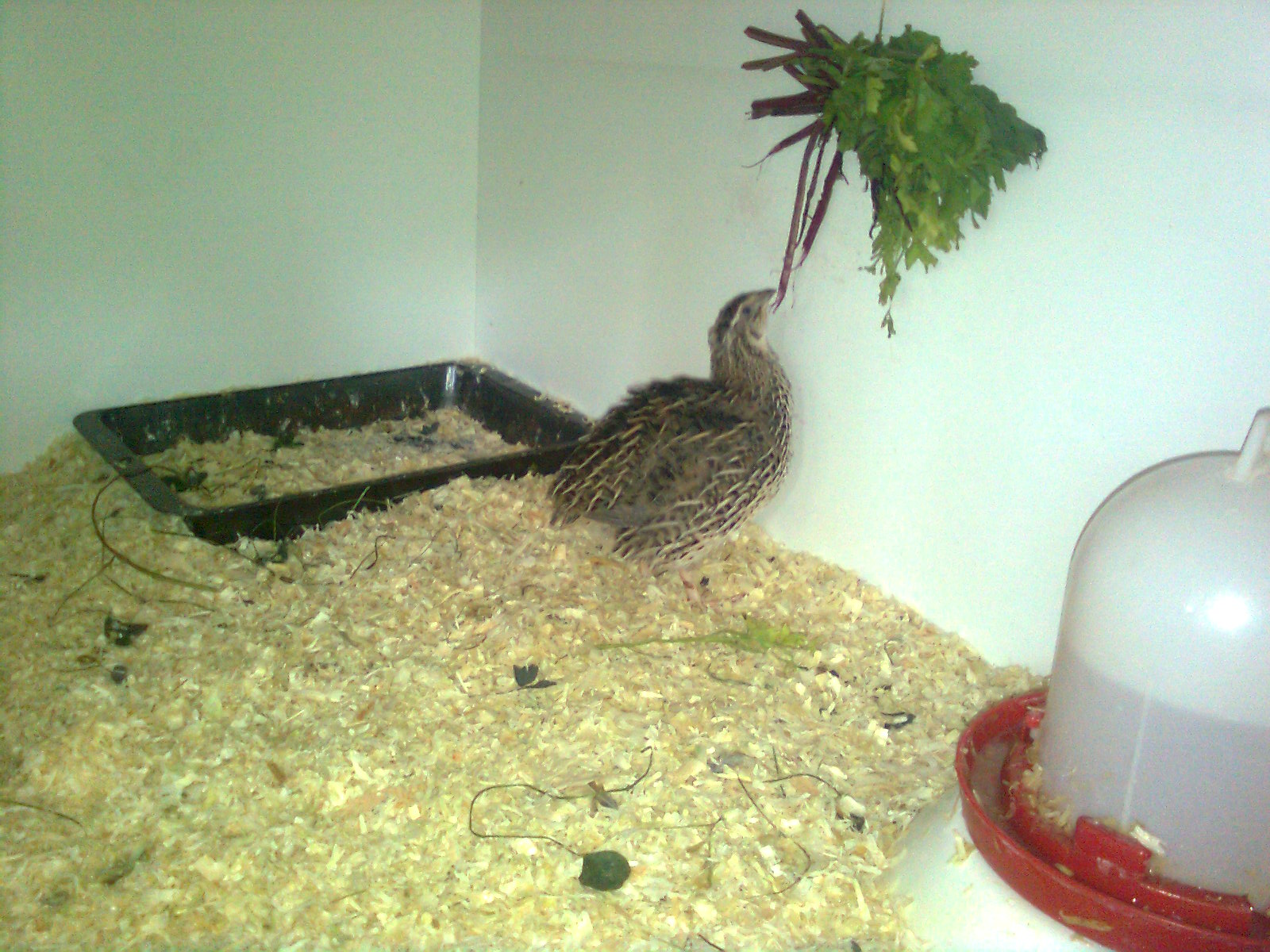 Japanische Wachteln, 2016