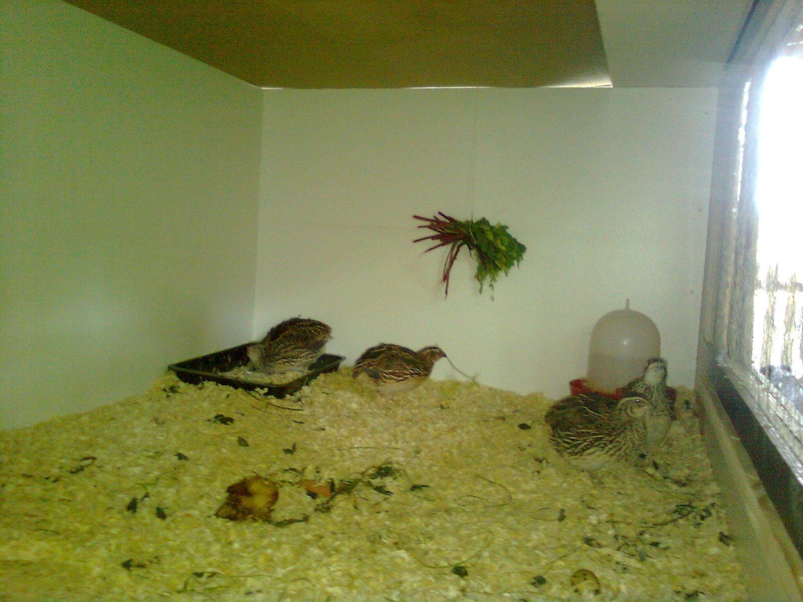 Japanische Wachteln, 2016