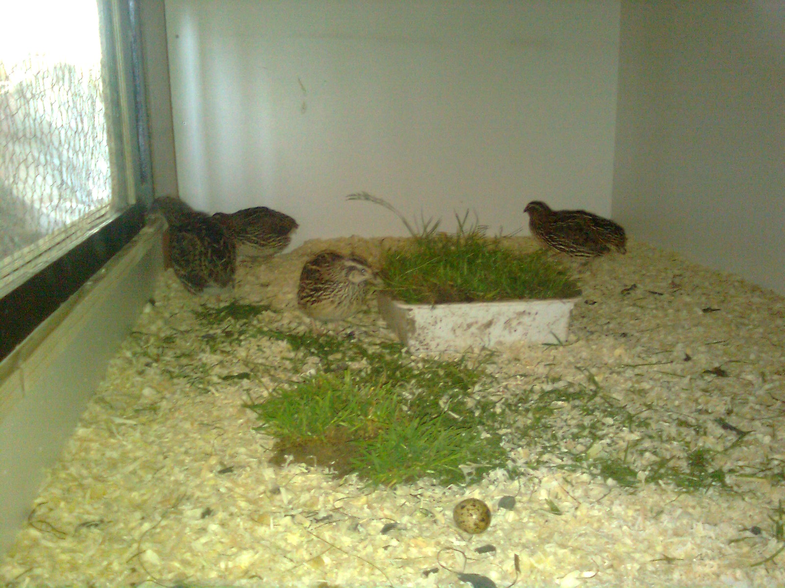 Japanische Wachteln, 2016