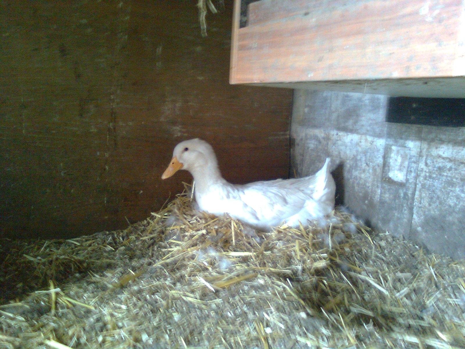 Deutsche Pekingente am br&uuml;ten, 05.06.16