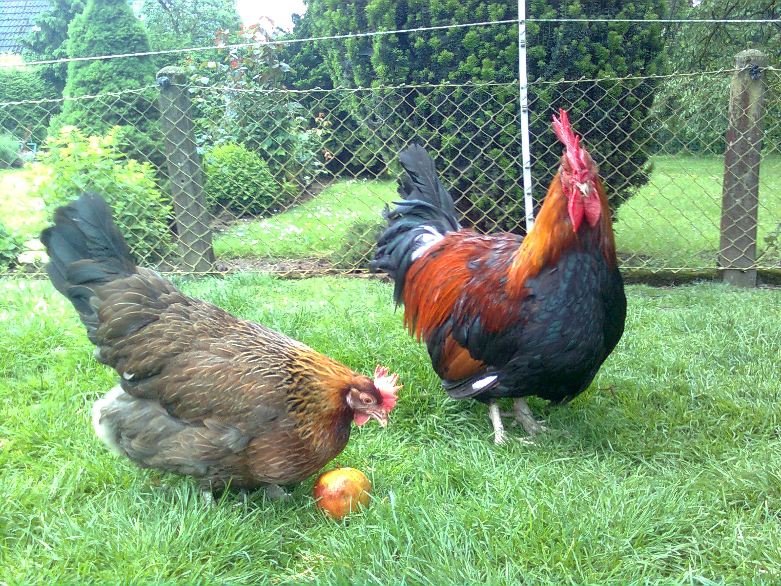 Dorkings in goldhalsig, Juni 2016. Der Hahn ist von 05.12.15