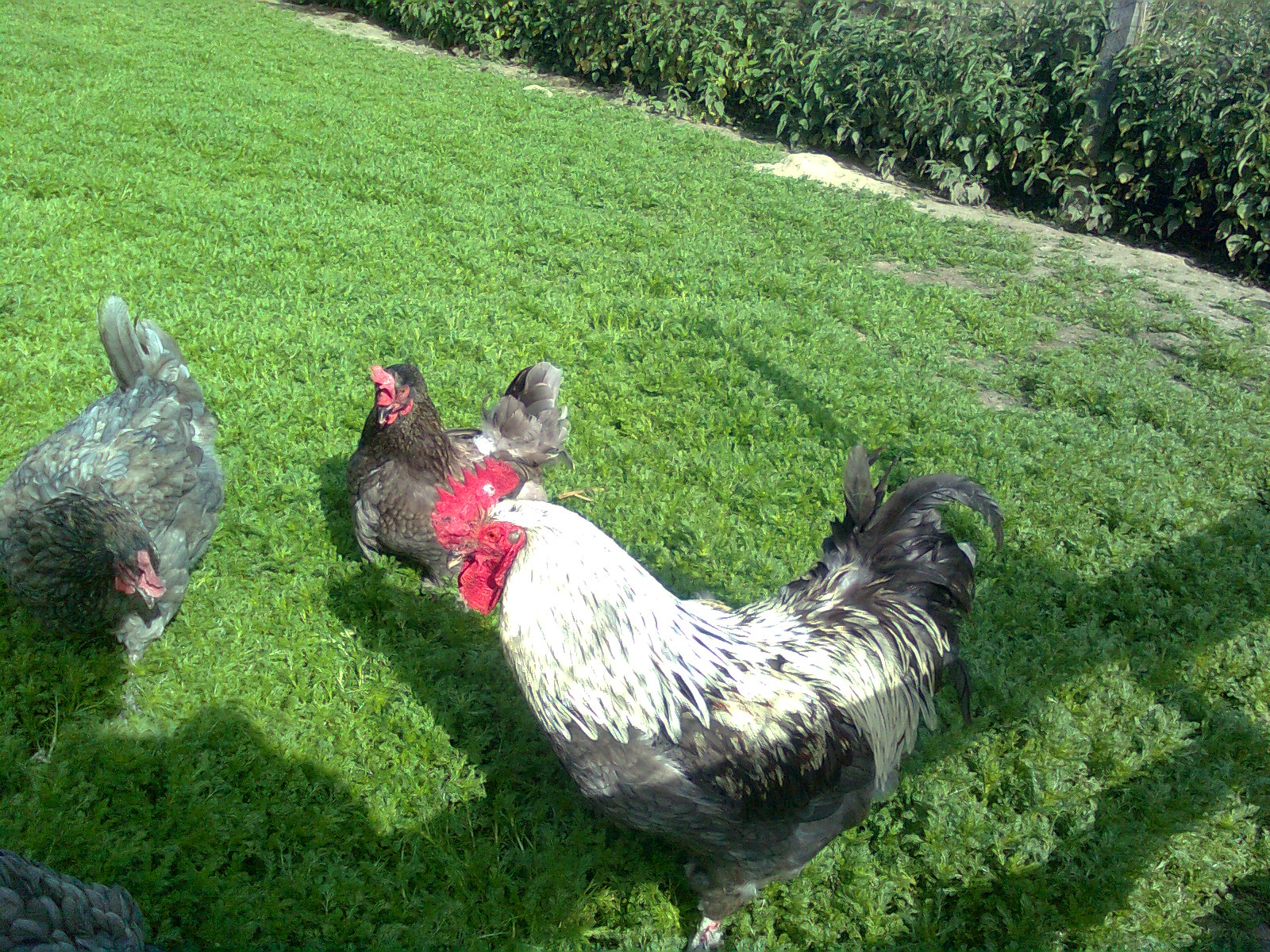 Marans blau silber, Juni 2016