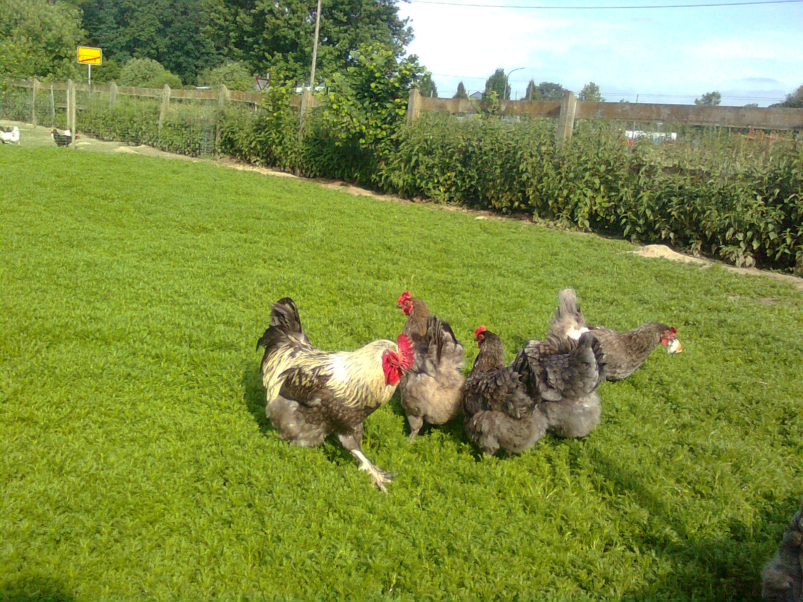 Marans blau-silber, Zuchttiere Juni 2016