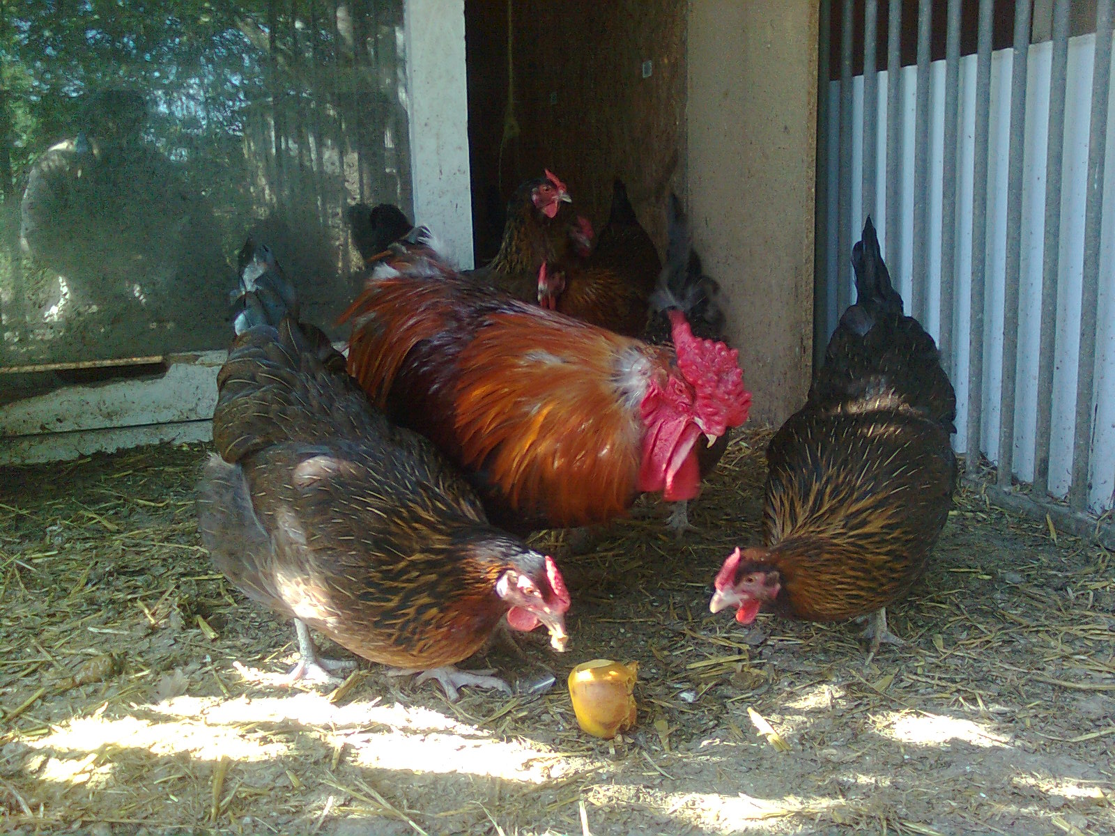 Dorking`s mit Rosenkamm, aus 2014