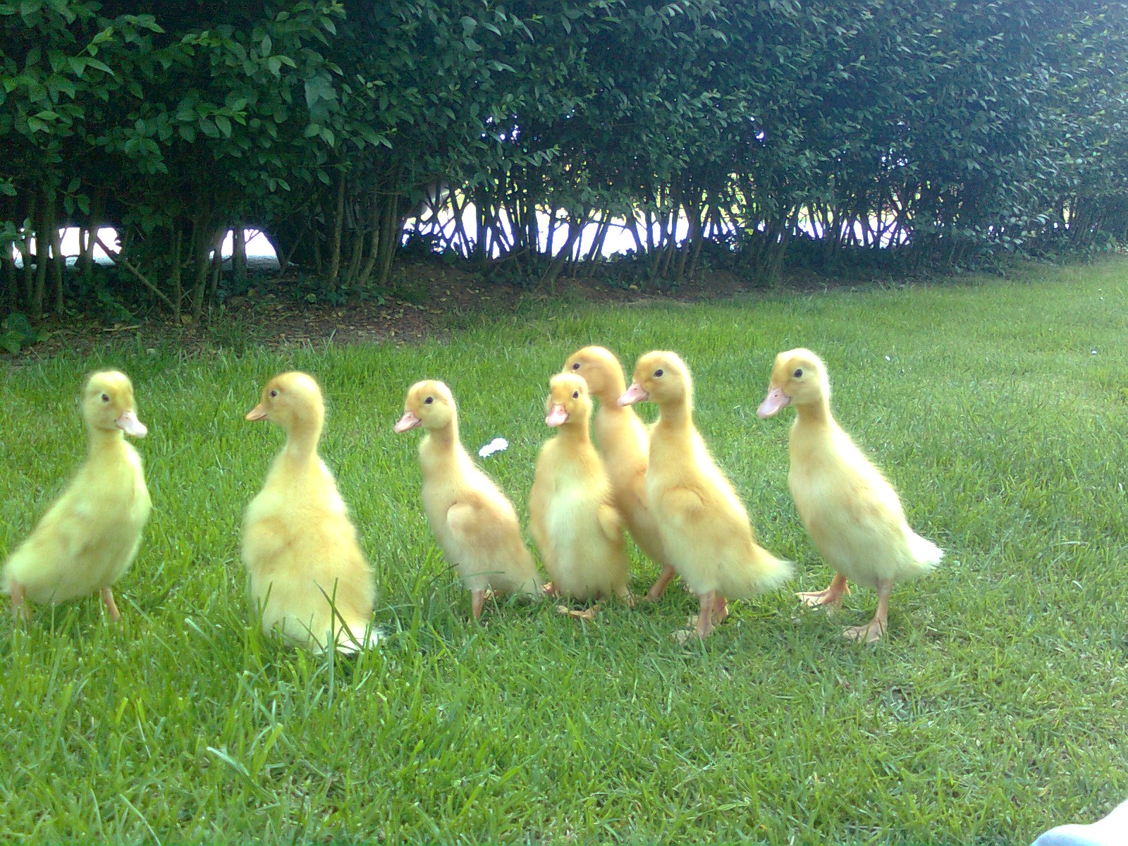 Deutsche Pekingenten K&uuml;ken