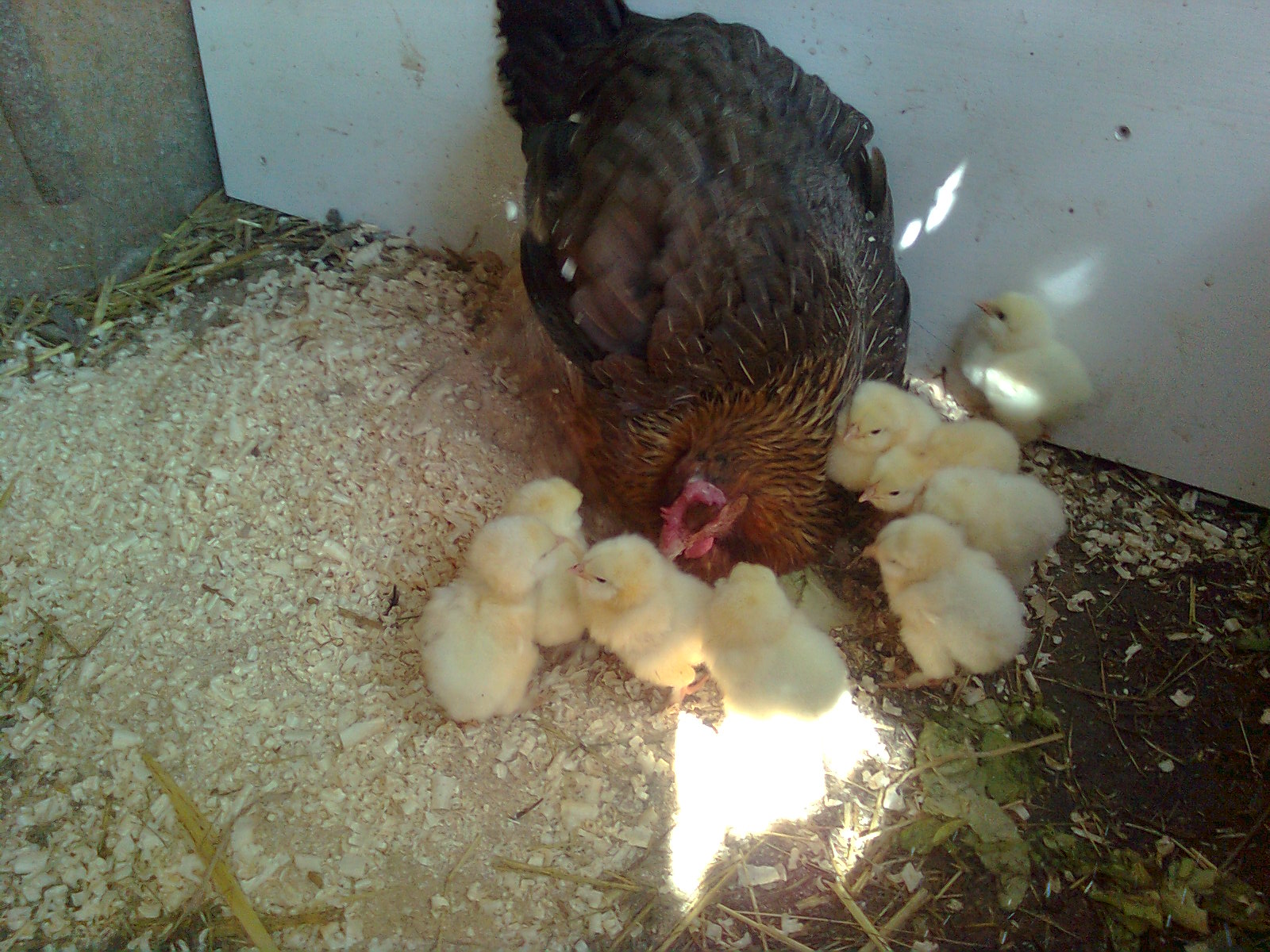 Goldhalsige Dorking Henne mit Lachshuhnk&uuml;ken, 18.06.16