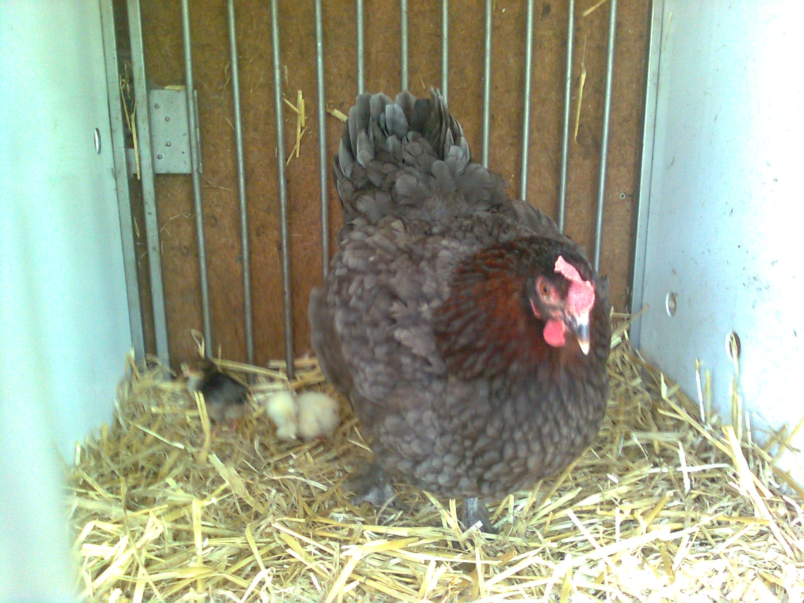 Maran blau-kupfer Henne mit K&uuml;ken, 18.06.16