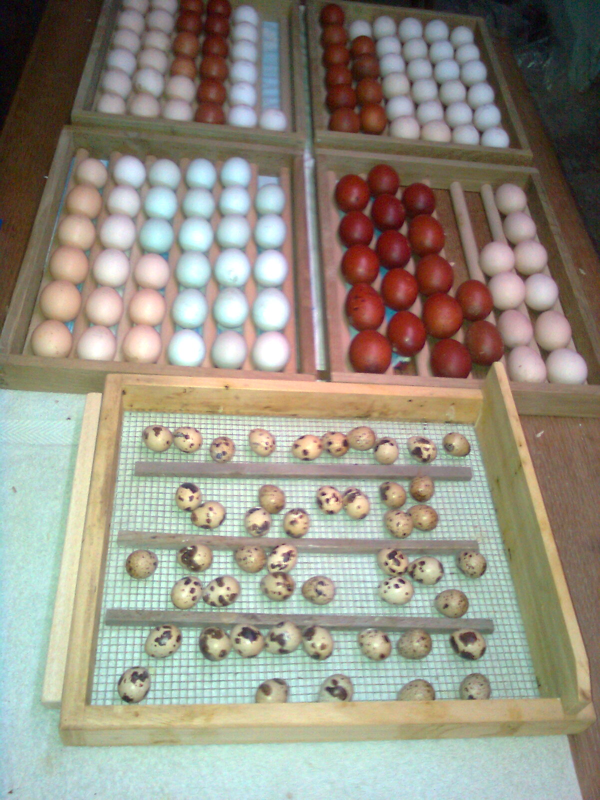 Bruteier Japanische Wachteln, 2018