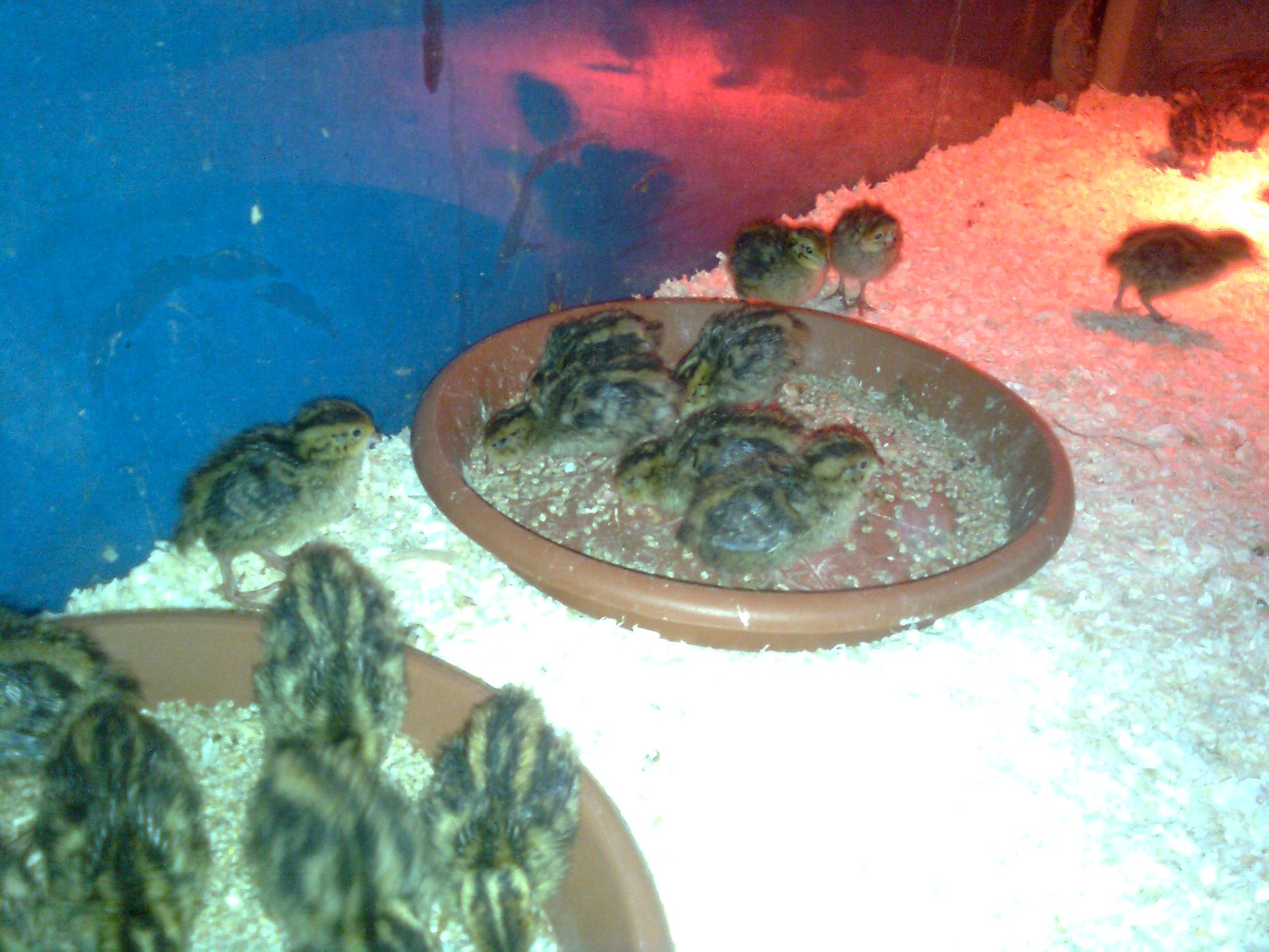 K&uuml;ken Japanische Wachteln, 2018