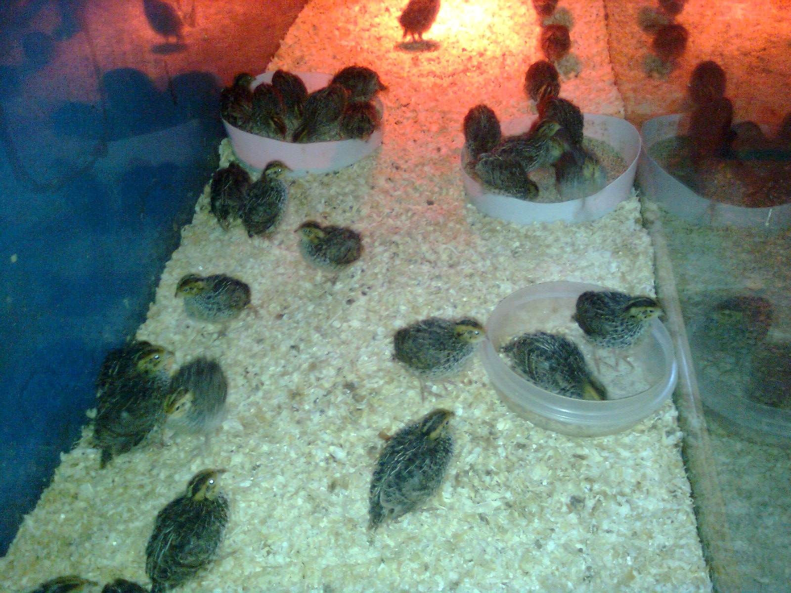 K&uuml;ken Japanische Wachteln, 2018