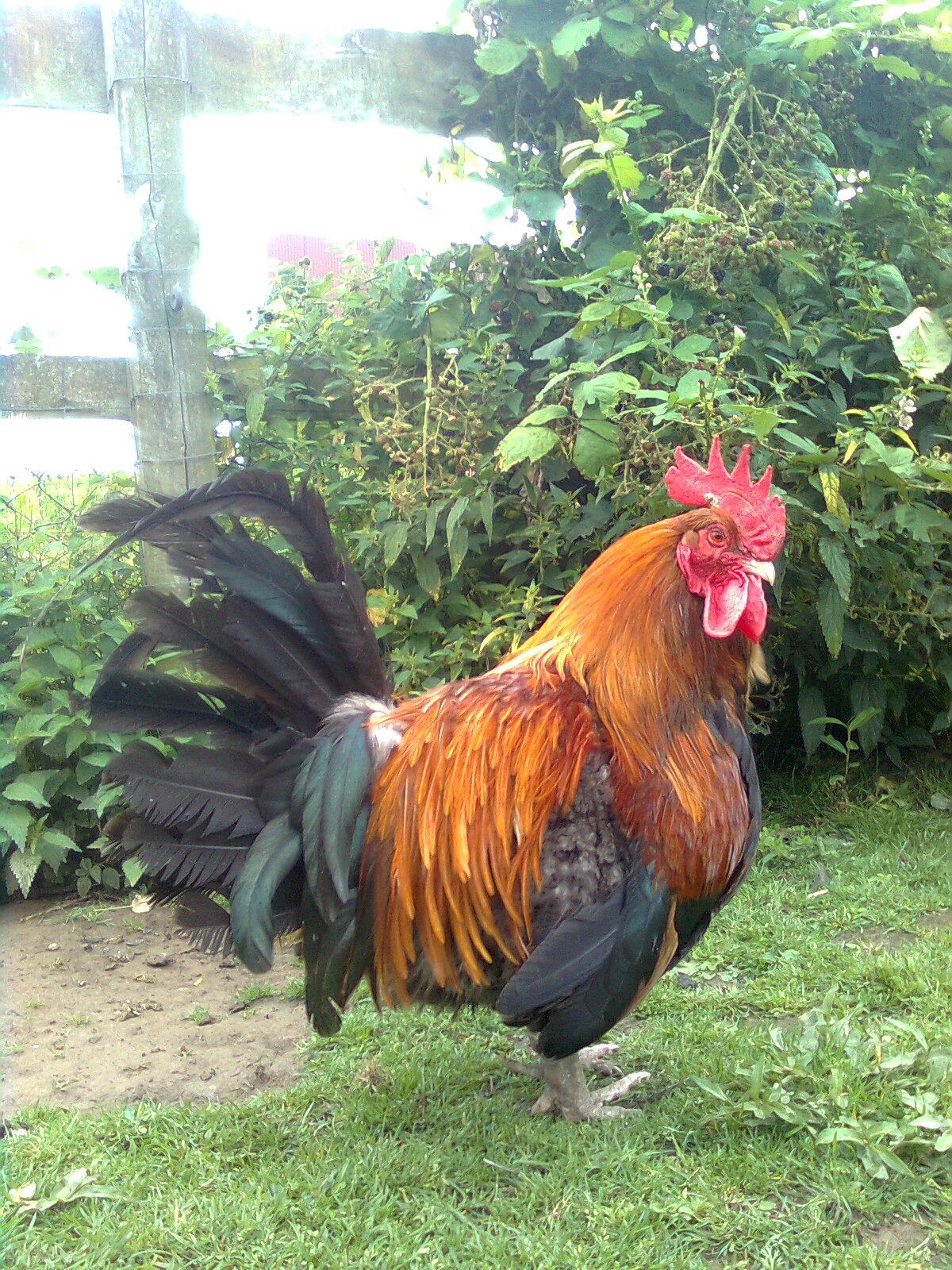 Dorking Hahn goldhalsig 07.08.16