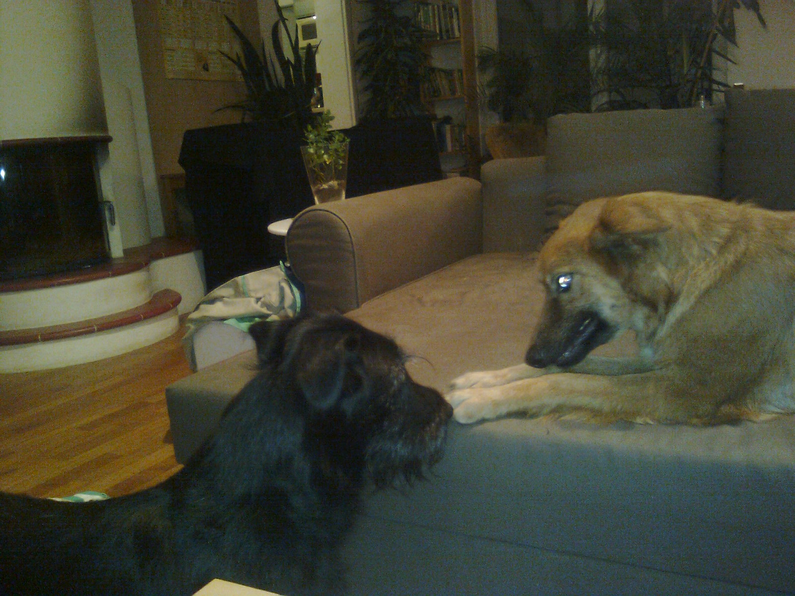 Harzer Fuchs und halber Schnauzer