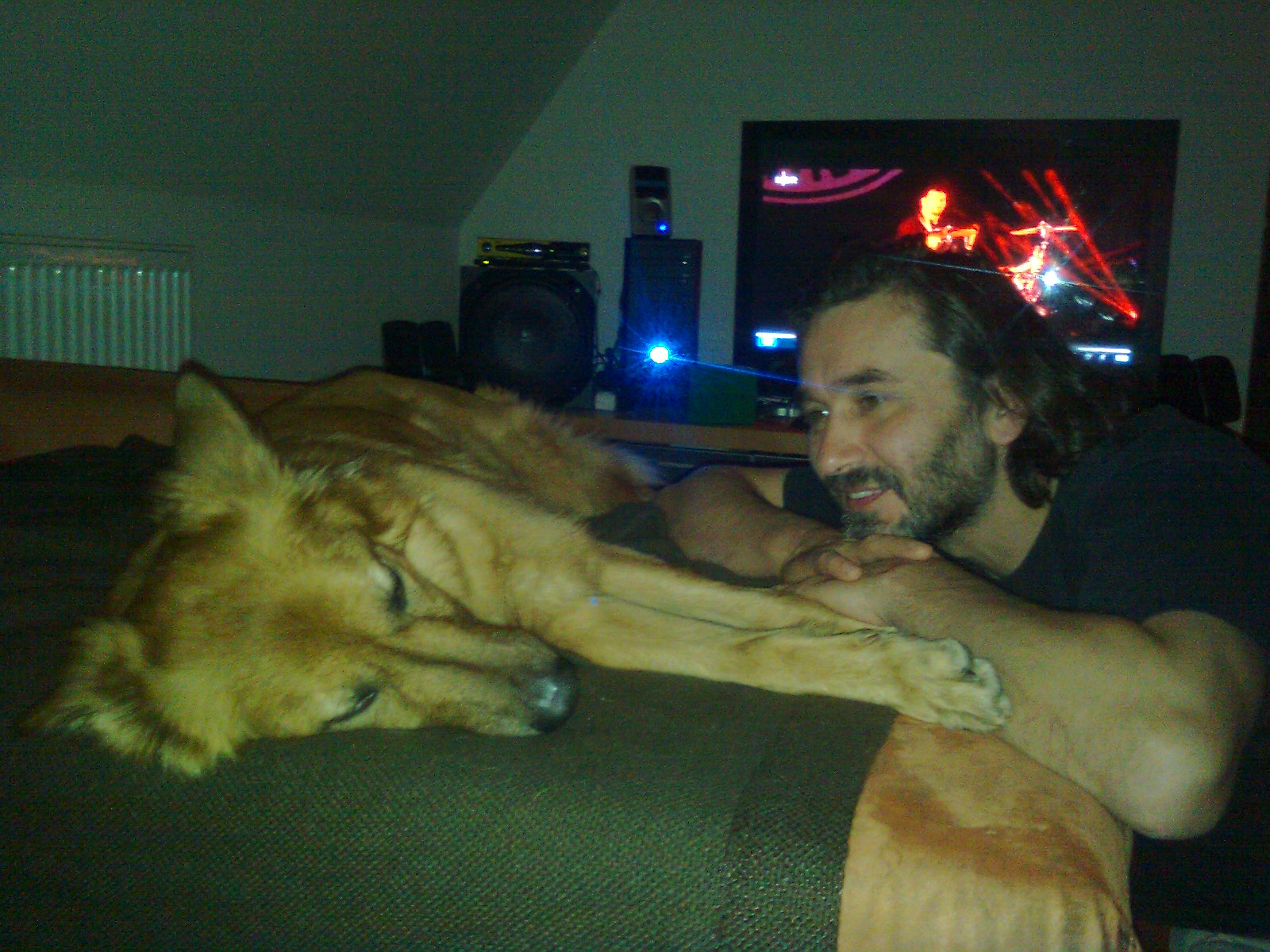 Harzer Fuchs nach der Arbeit