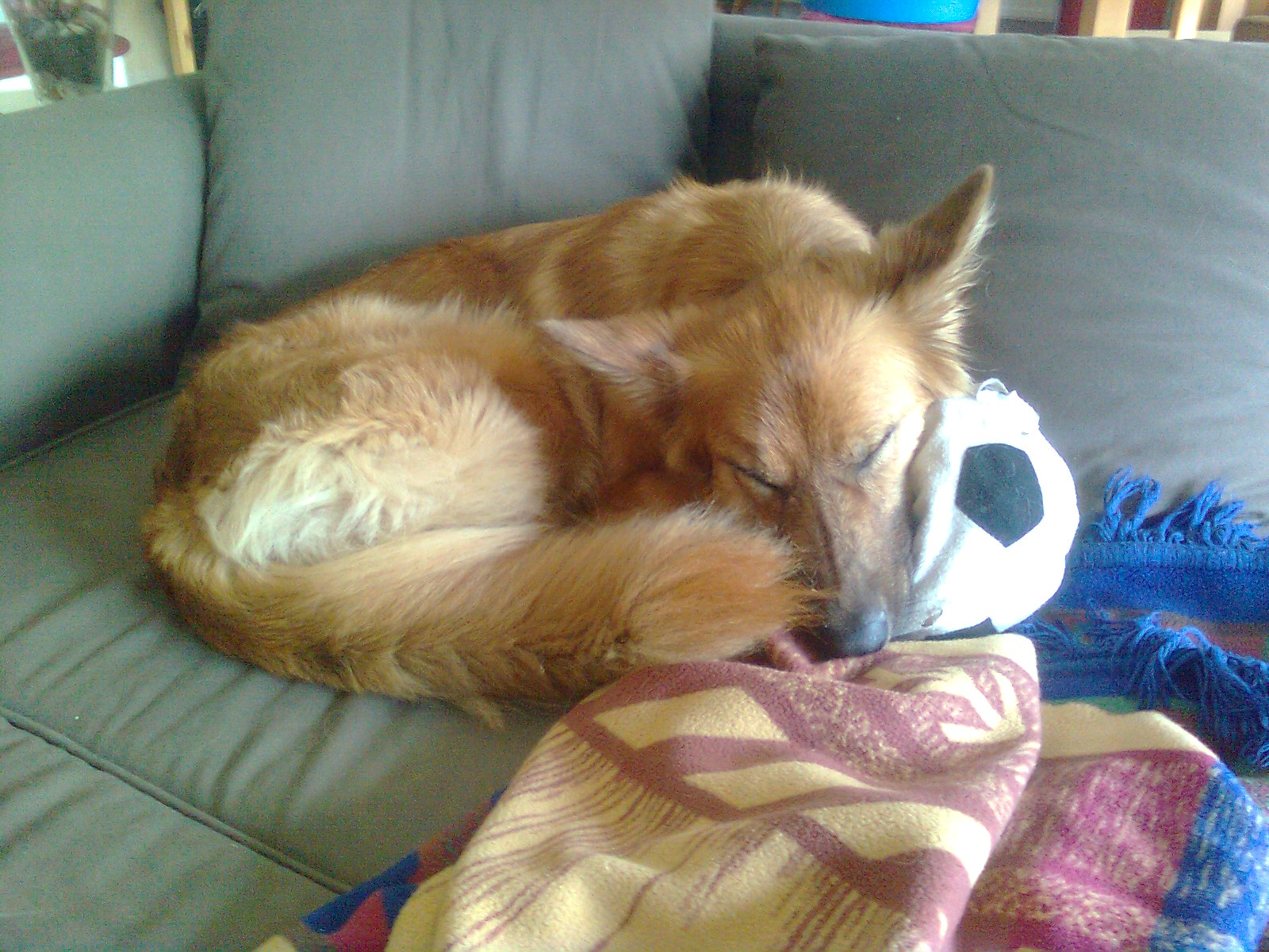 Harzer F&uuml;chse m&ouml;gen es auch gem&uuml;tlich