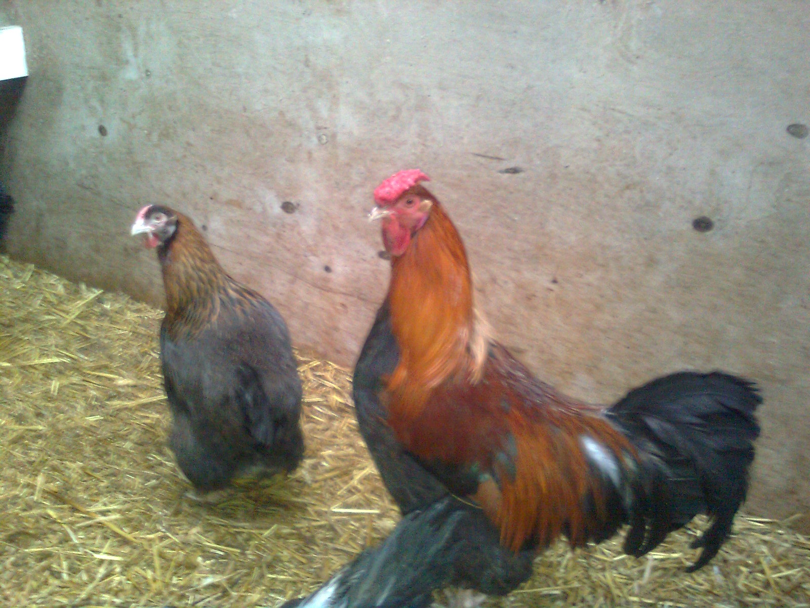 Dorking mit Rosenkamm, aus 2016