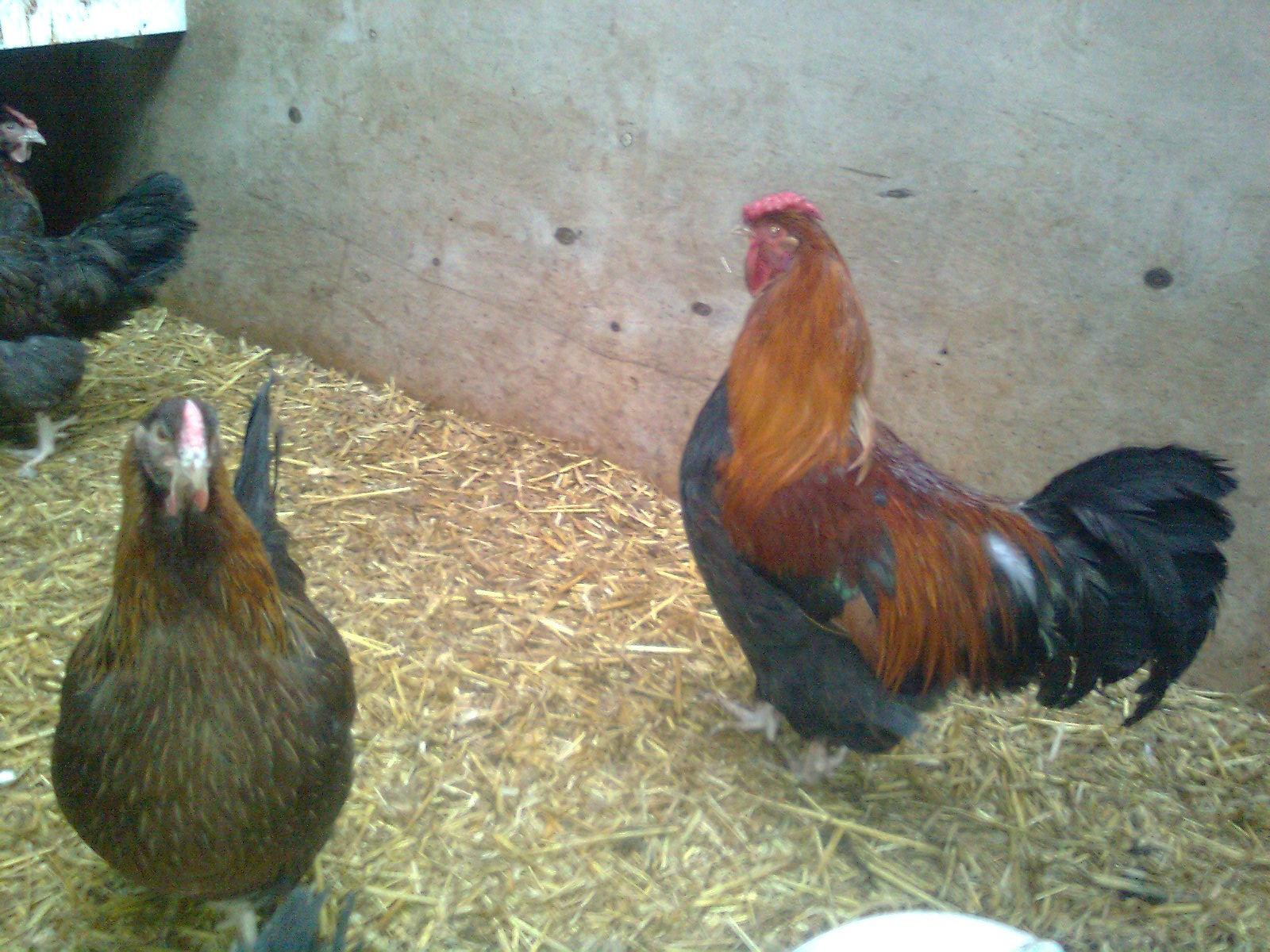 Dorking mit Rosenkamm, aus 2016