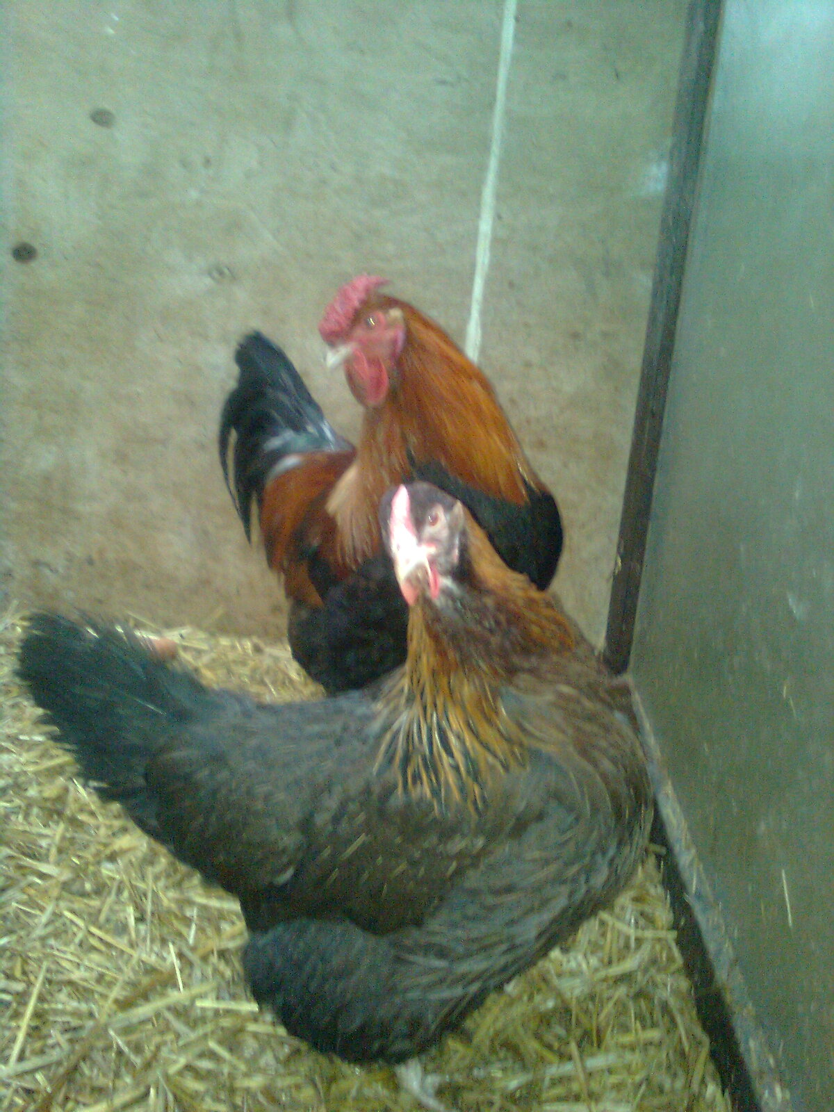 Dorking mit Rosenkamm, aus 2016