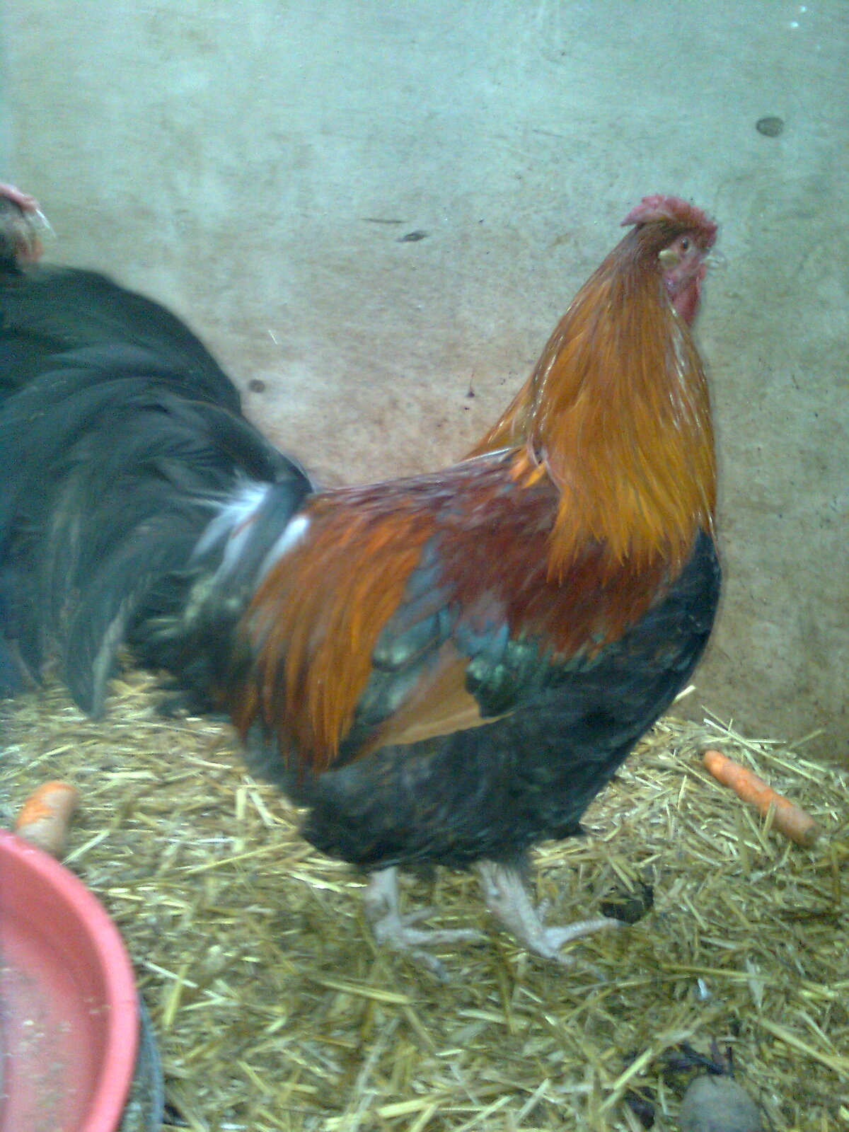 Goldhalsiger Dorking-Hahn mit Rosenkamm, aus 2016