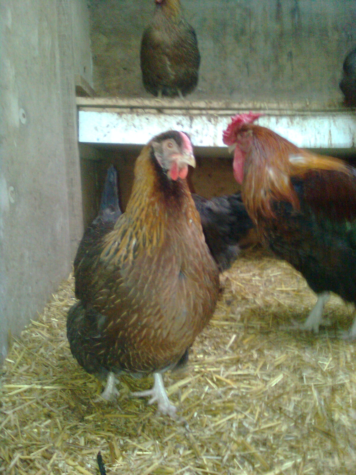 Dorking`s mit Rosenkamm, aus 2015