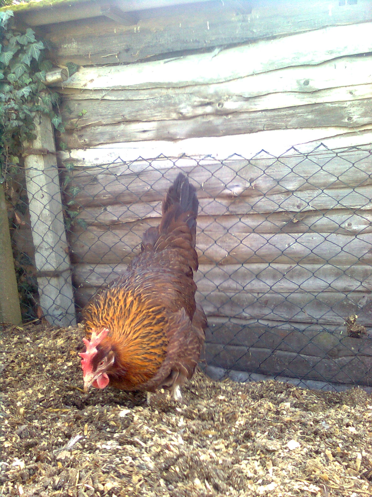 Dorkinghenne goldhalsig