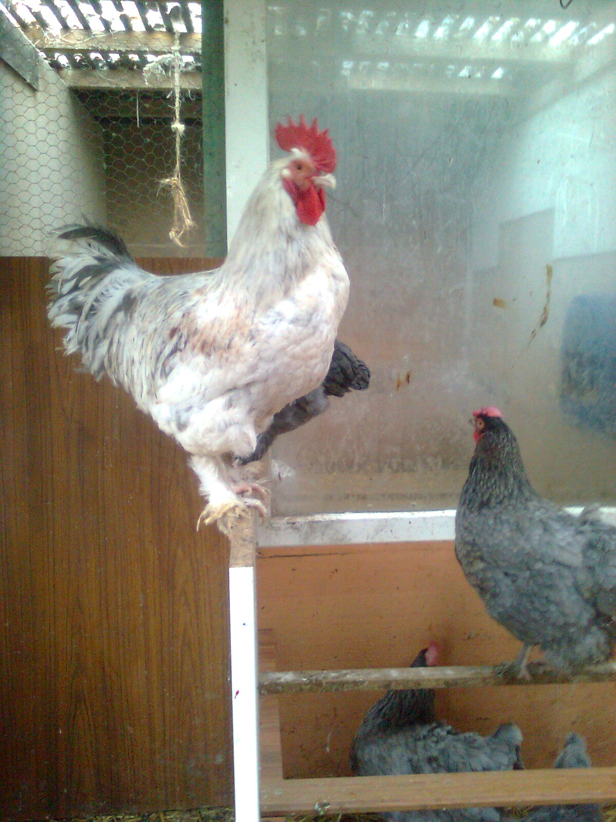 Maran Hahn Splash-kupfer