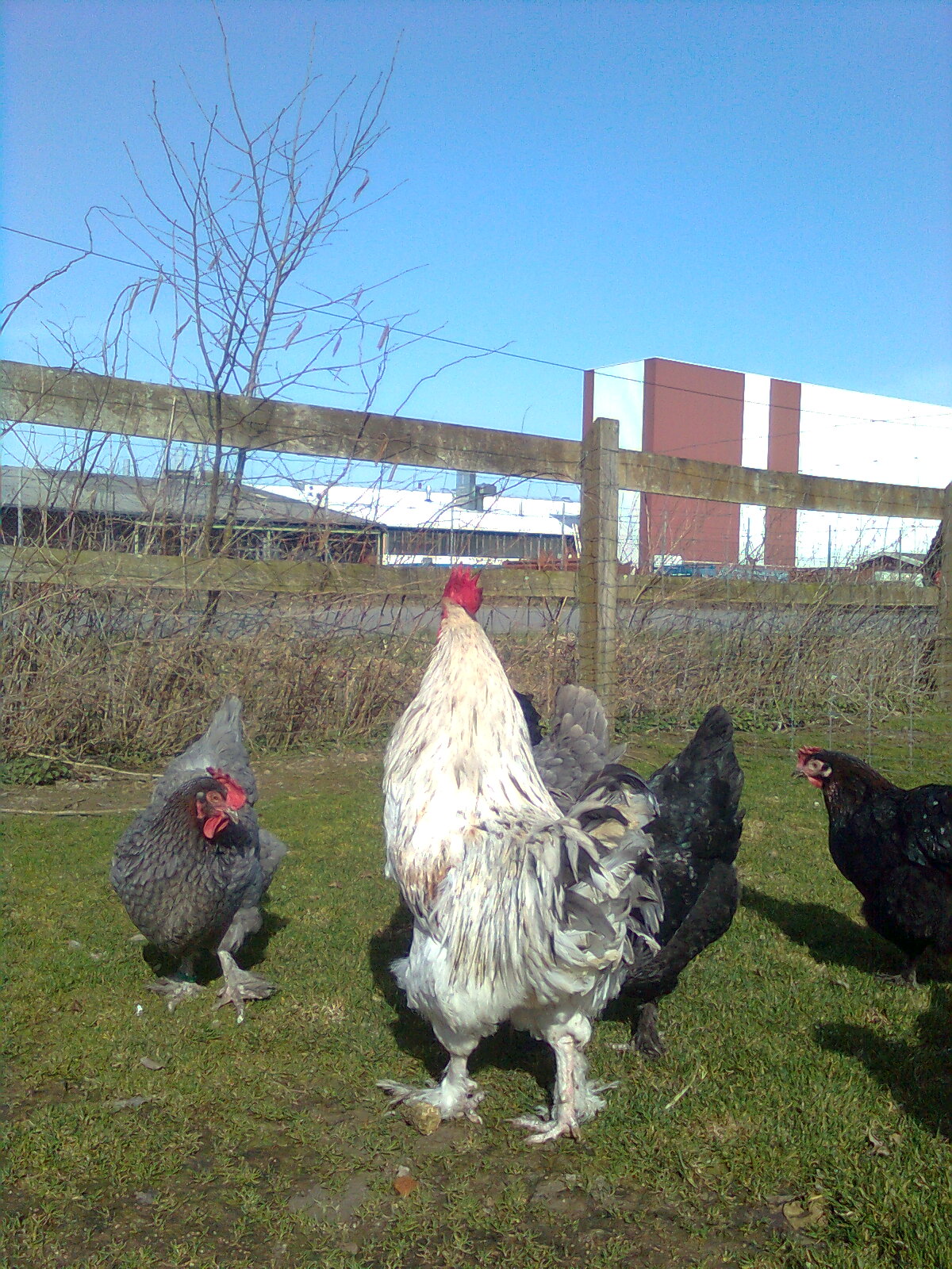 Marans splash-blau-kupfer